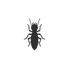 E3 Termite and Pest - Pest Control Termite